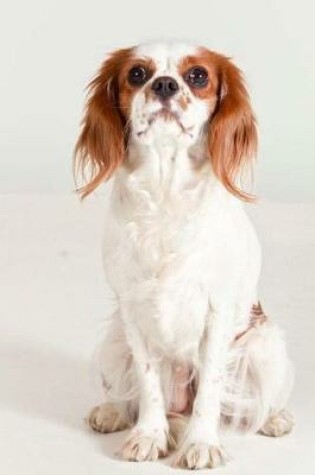 Cover of Cavalier King Charles Spaniel Dog Sitting for the Photo Journal