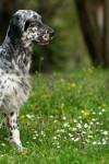 Book cover for English Setter