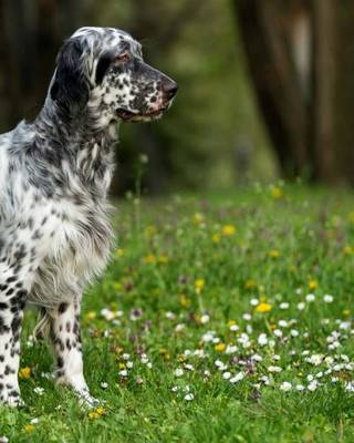 Cover of English Setter