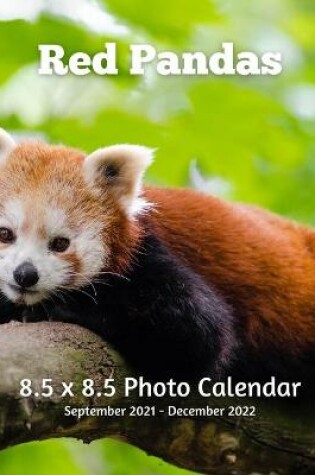 Cover of Red Panda 8.5 X 8.5 Calendar September 2021 -December 2022