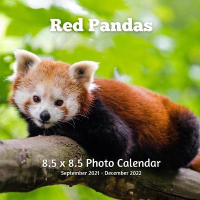 Book cover for Red Panda 8.5 X 8.5 Calendar September 2021 -December 2022