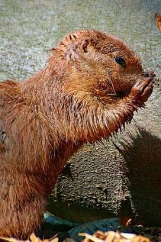 Cover of Cute Little African Bush Squirrel Journal