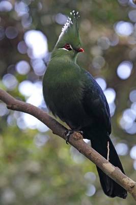 Book cover for Livingstone's Turaco Journal