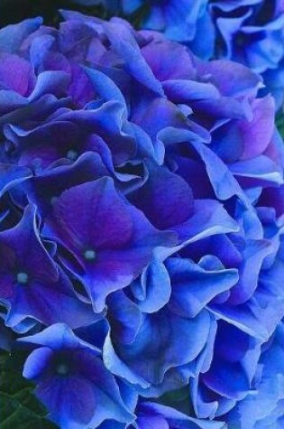 Cover of Blue & Purple Hydrangea Blank Writing Notebook