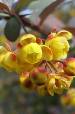 Cover of Berberis Barberry Shrub Flower Blooming