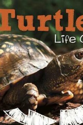 Cover of A Turtles Life Cycle (Explore Life Cycles)