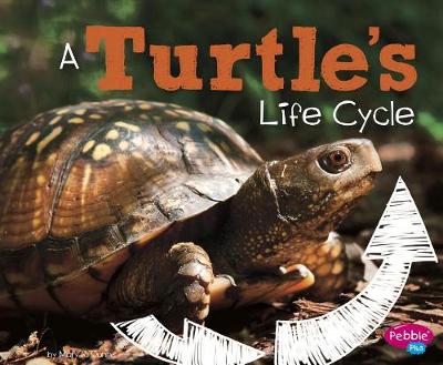 Book cover for A Turtles Life Cycle (Explore Life Cycles)