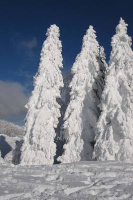 Book cover for Evergreen Trees Completely Covered in Winter Snow