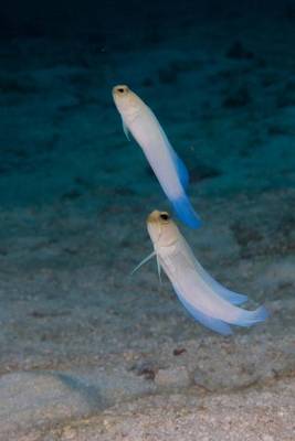 Book cover for Pair of Jawfish Journal