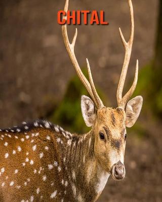 Book cover for Chital