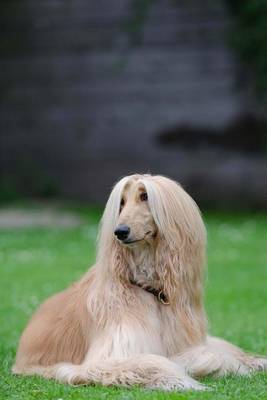 Book cover for Afghan Hound Dog Portrait Journal