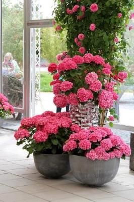 Book cover for Stunning Potted Pink Hydrangea Flowers Journal