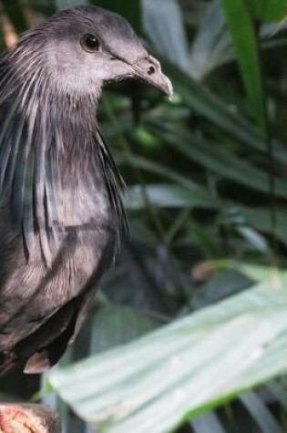 Cover of Black Kite Bird Notebook