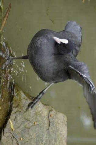 Cover of Gray and Black Coot, Birds of the World