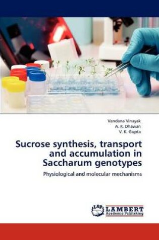 Cover of Sucrose synthesis, transport and accumulation in Saccharum genotypes