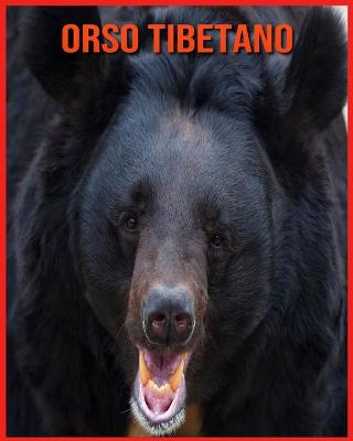 Book cover for Orso Tibetano