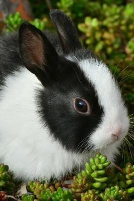 Book cover for Cute Little Bunny Resting on Succulents Journal