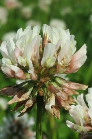 Cover of Trifolium Repens White Clover Flower Blooming