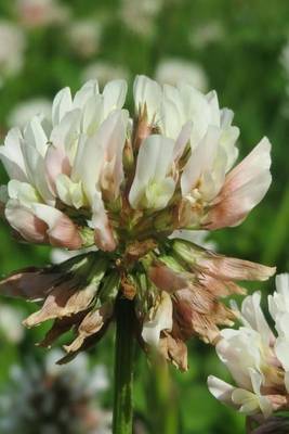 Book cover for Trifolium Repens White Clover Flower Blooming