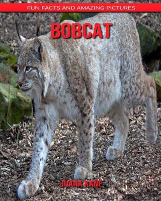 Book cover for Bobcat