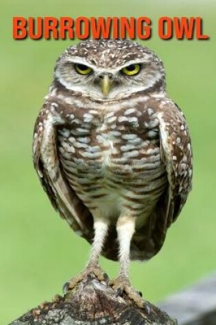 Cover of Burrowing Owl