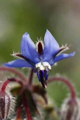 Book cover for Borage Starflower Journal