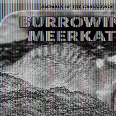 Book cover for Burrowing Meerkats