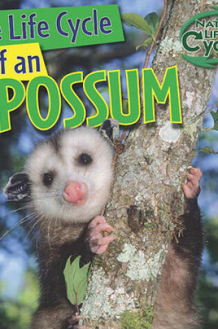 Cover of The Life Cycle of an Opossum