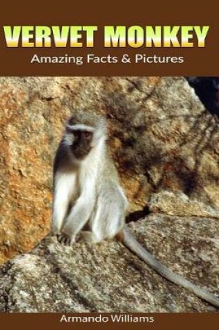 Cover of Vervet Monkey