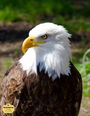 Book cover for Writedrawdesign Wide Ruled 8.5 X 11" Notebook, American Bald Eagle