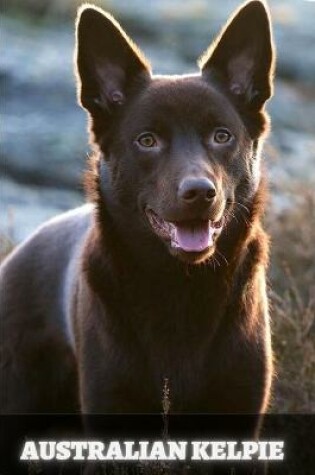 Cover of Australian Kelpie