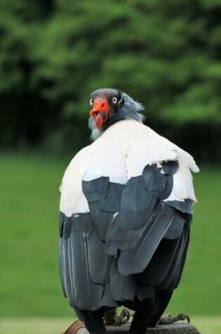 Cover of A King Vulture Looking Over His Shoulder