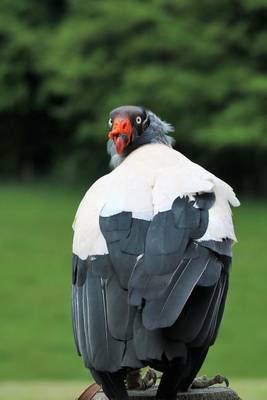 Book cover for A King Vulture Looking Over His Shoulder