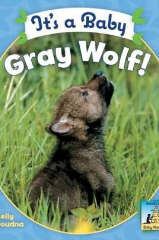 Cover of It's a Baby Gray Wolf
