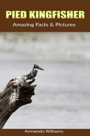 Cover of Pied Kingfisher