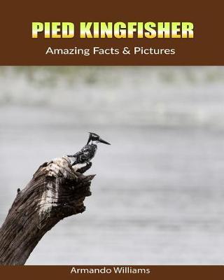 Book cover for Pied Kingfisher