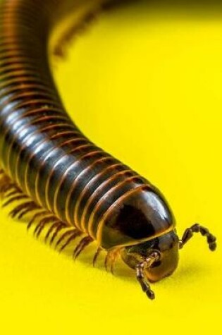 Cover of The Millipede Journal - Gotta Love the Creepy Crawlies