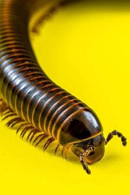 Book cover for The Millipede Journal - Gotta Love the Creepy Crawlies