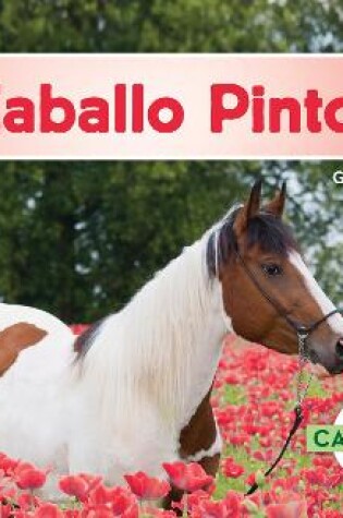 Cover of Caballo Pinto (American Paint Horses)