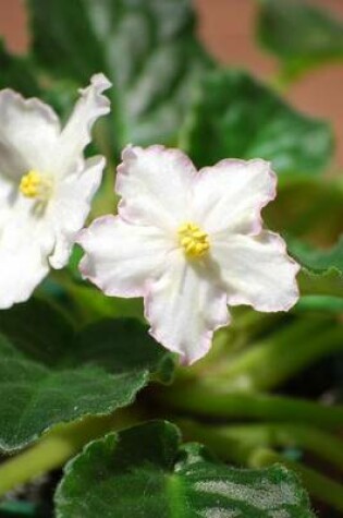 Cover of Pair of White African Violet Blooms, for the Love of Flowers