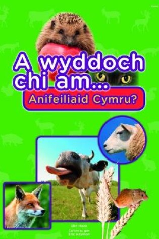 Cover of Cyfres a Wyddoch Chi: A Wyddoch Chi am Anifeiliaid Cymru?
