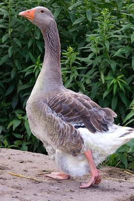 Book cover for Greylag Gray Goose Walking Down the Path Journal