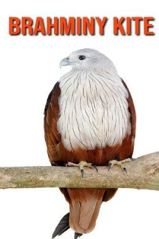 Cover of Brahminy kite