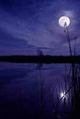 Book cover for Night at the Pond with the Moon and Reeds Journal