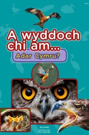 Cover of Cyfres a Wyddoch chi: A Wyddoch Chi am Adar Cymru?