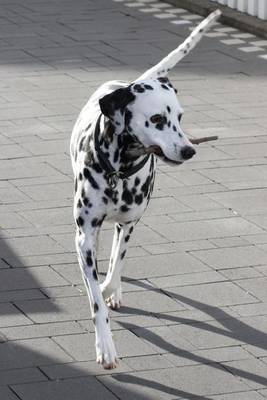 Book cover for Happy Dalmatian Dog Going for a Walk Journal