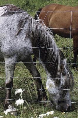 Book cover for 2020 Daily Planner Horse Photo Equine Grazing Horses 388 Pages