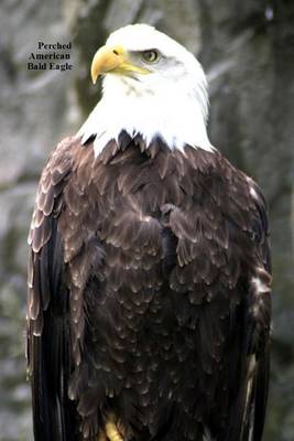 Book cover for Perched American Bald Eagle