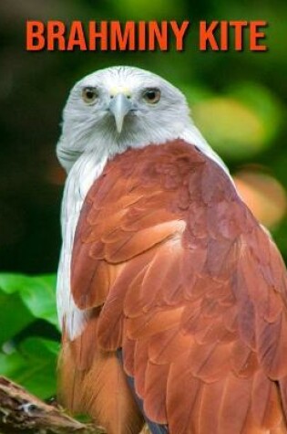 Cover of Brahminy kite