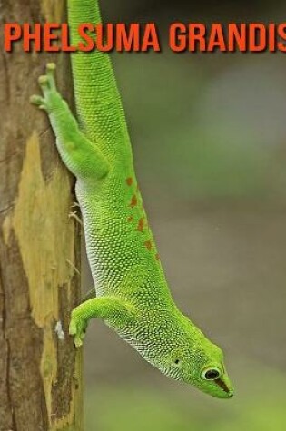 Cover of Phelsuma Grandis